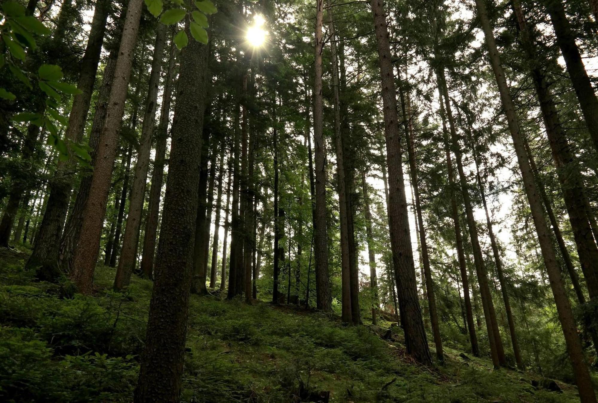 Ferienwohnungen Raczkowski Birkfeld Exteriör bild